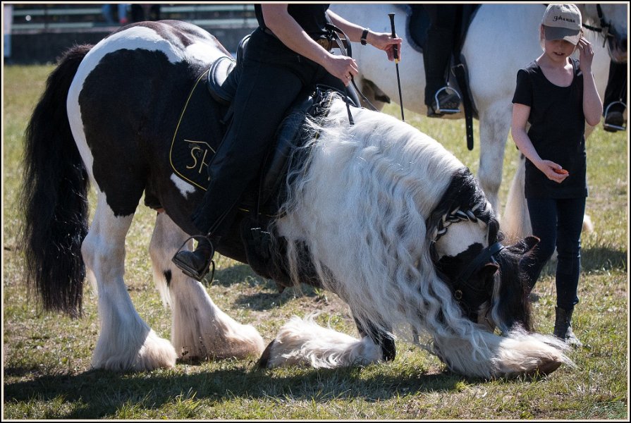 Pferd International 017